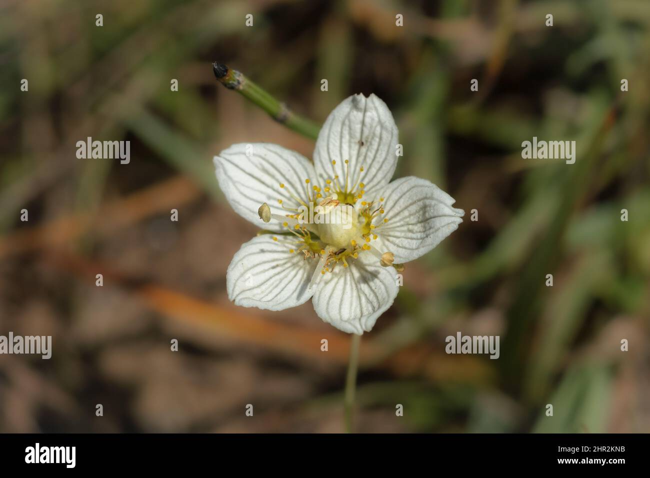 Parnassus-Gras (Parnassia palustris), Biescas, spanische Pyrenäen Stockfoto