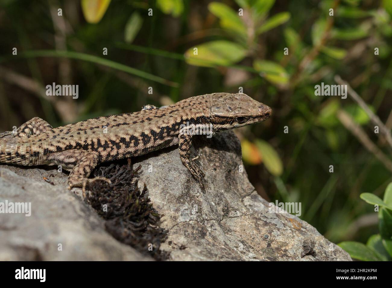 Mauereidechse (Podarcis muralis), Piedrafita, spanische Pyrenäen Stockfoto