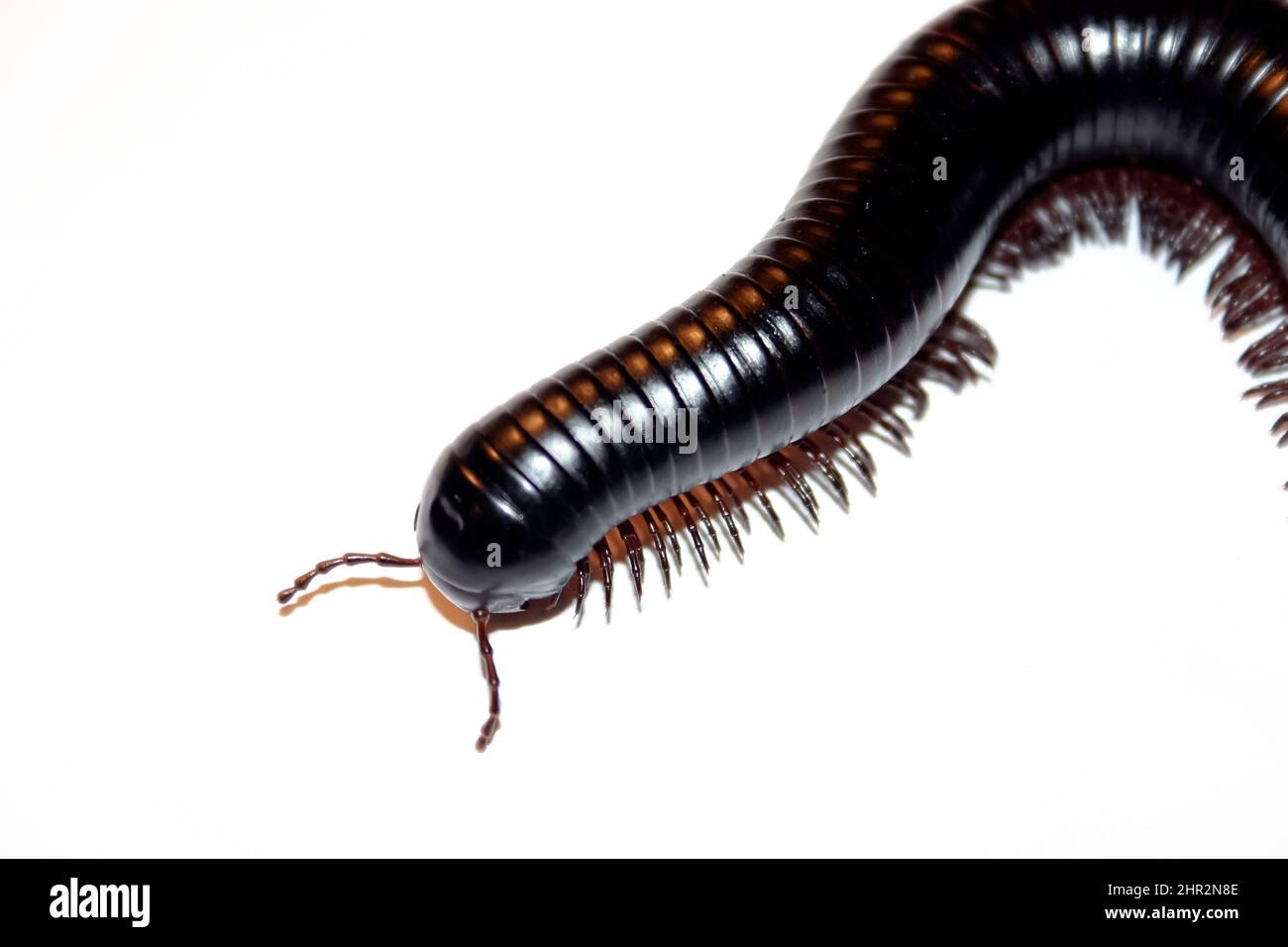 Nahaufnahme eines afrikanischen Riesen Millipede, Stockfoto