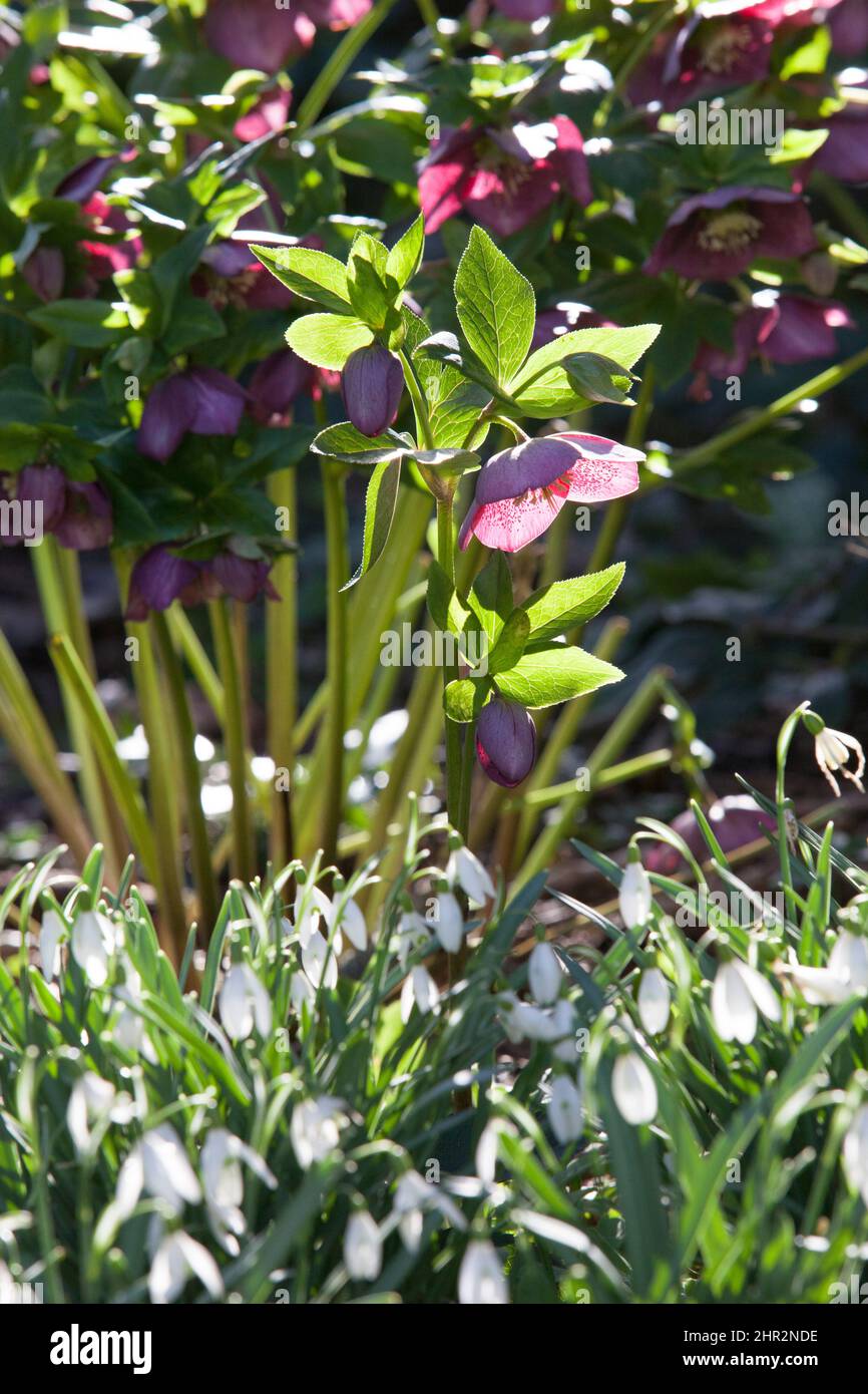 Februar Blumen Fotos Und Bildmaterial In Hoher Aufl sung Alamy februar-blumen-fotos-und-bildmaterial-in-hoher-aufl-sung-alamy