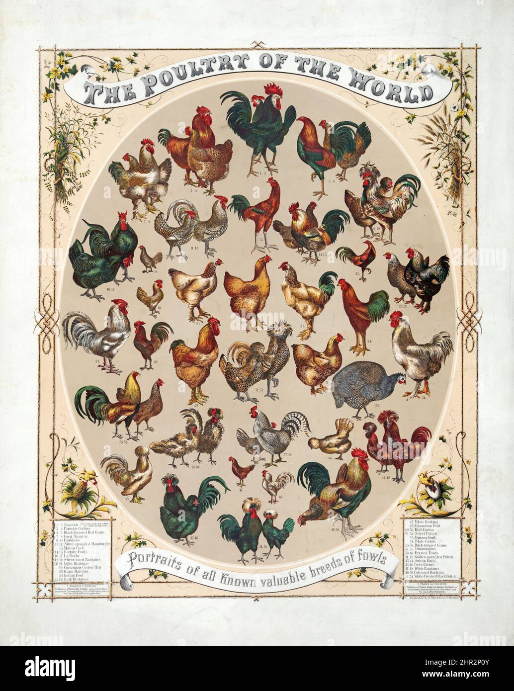 Geflügel der Welt - Porträts aller bekannten wertvollen Vogelrassen - Vintage-Werbeplakat. L. Prang & Co., Boston c 1868. Stockfoto