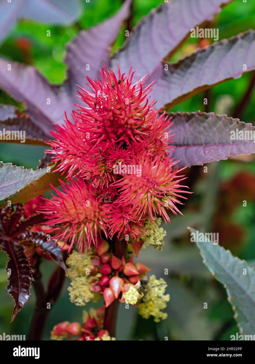 Nahaufnahme der imposanten Blume des Wunderbaums Rizinus communis Stockfoto