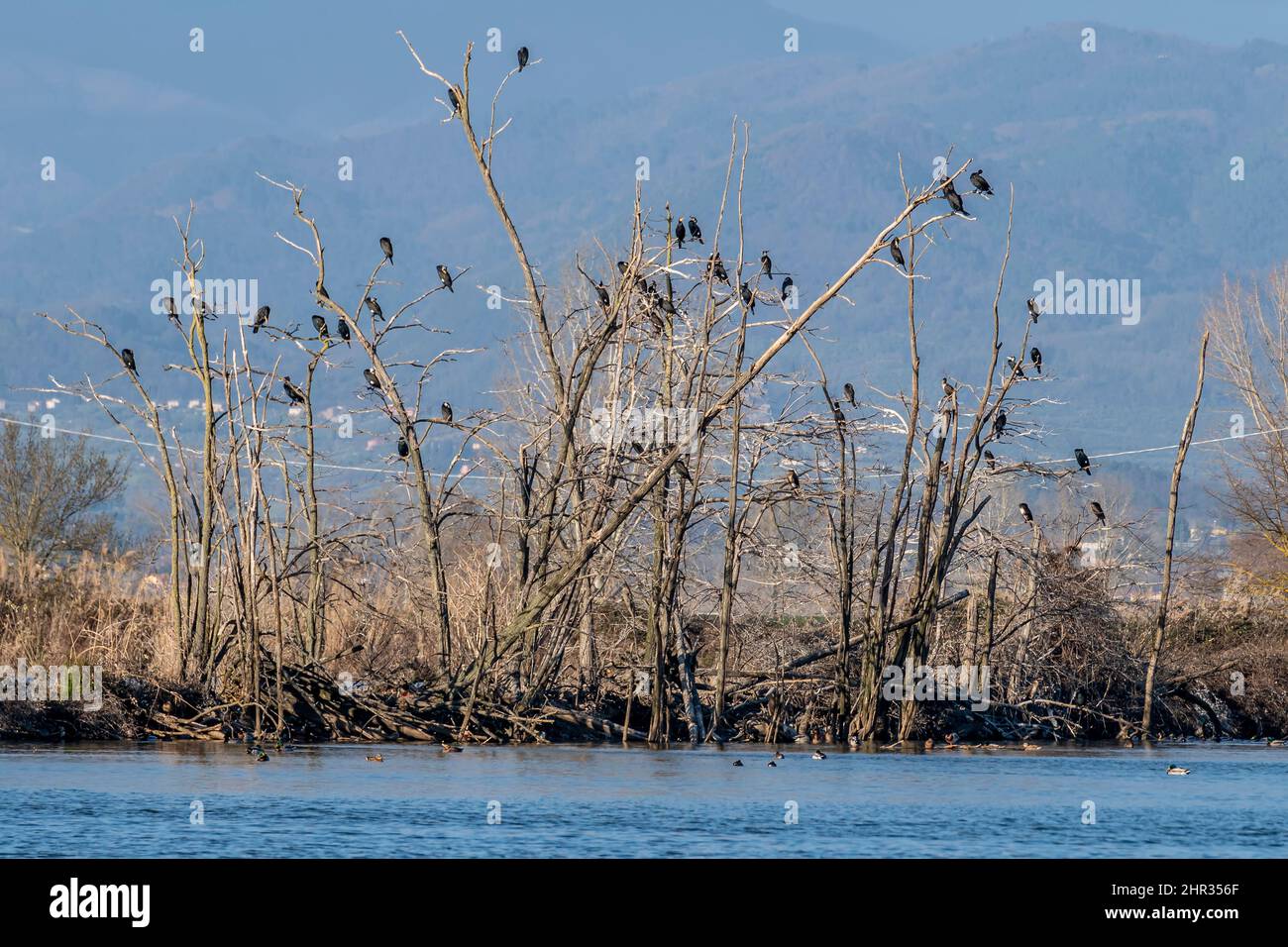 Eine Gruppe Kormorane thront auf den Ästen einiger Bäume am Ufer des Sees von Gherardesca, Lucca, Italien Stockfoto