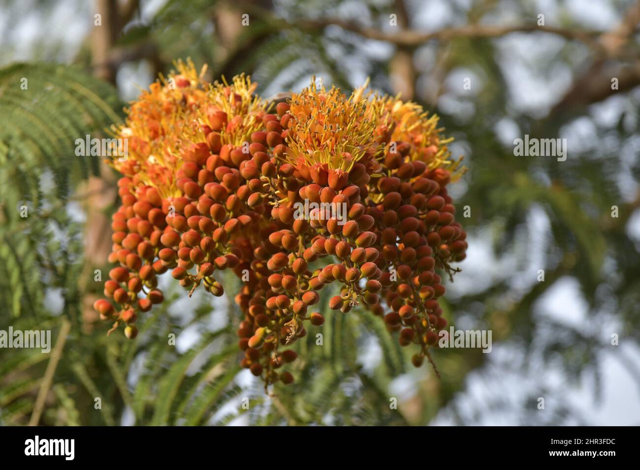 Colvillea racemosa, eine in Madagaskar heimische Hülsenfrucht mit orangen Blüten, die in Büscheln wachsen, Palmetum auf den Kanarischen Inseln Santa Cruz de Teneriffa. Stockfoto