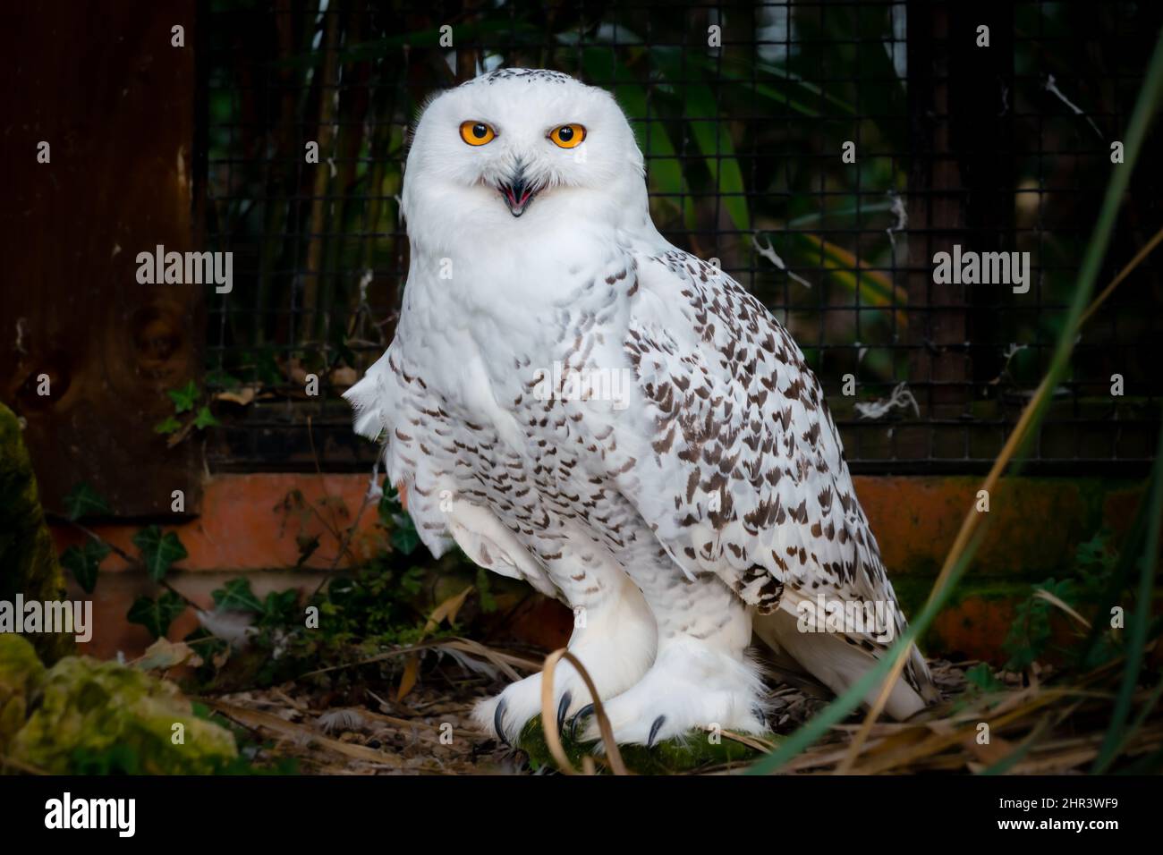 Eine verschneite Eule in einem Käfig in einem Zoo oder Wildtierzentrum Stockfoto