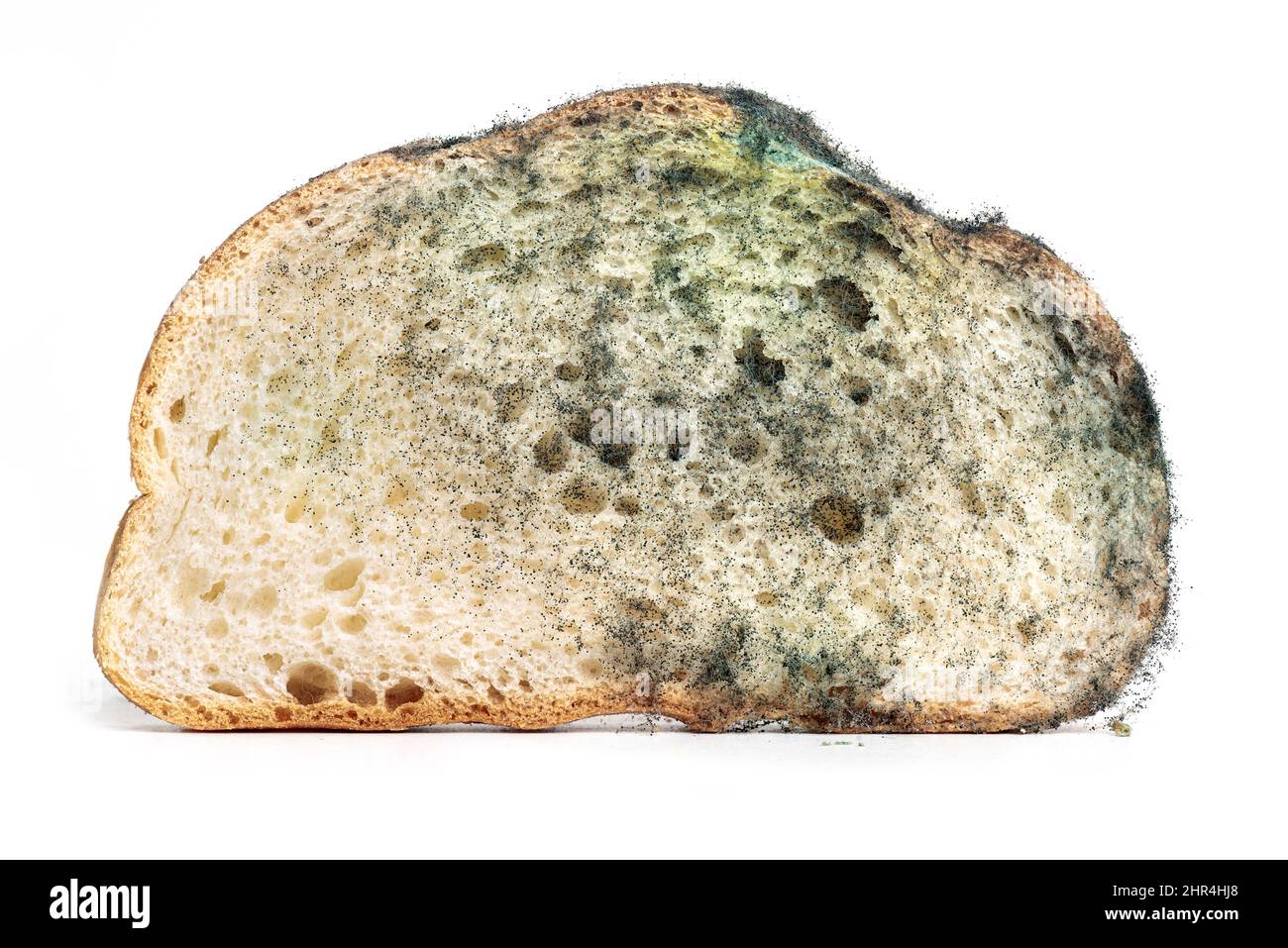 Der alte Schimmel auf dem Stück Weizenbrot. Das Essen war verdorben. Schimmelpilze auf Lebensmitteln spiegeln den Hintergrund wider Stockfoto