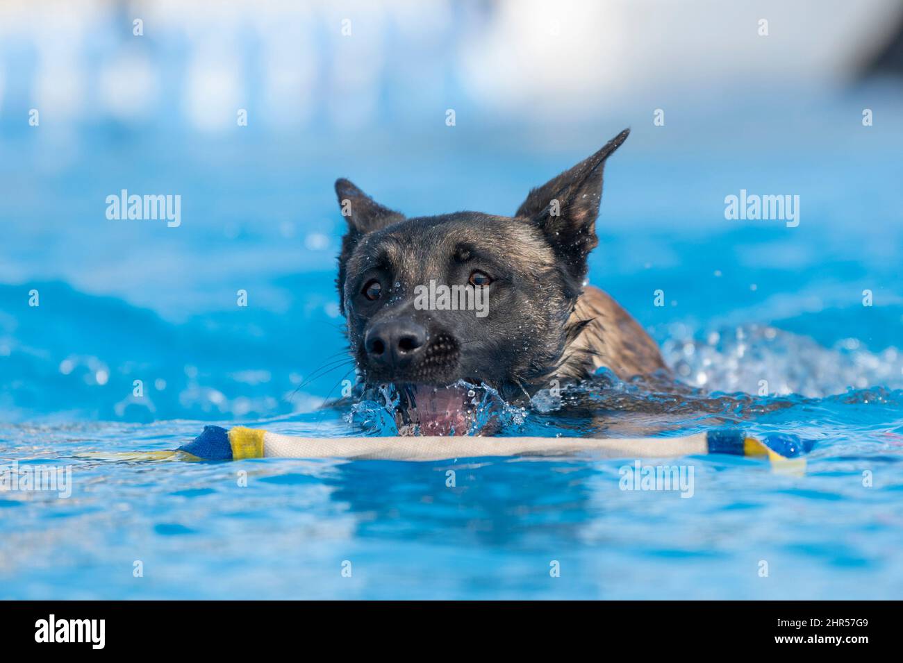 Der Hund Malinois im Pool schnappt sich beim Schwimmen ein Spielzeug Stockfoto
