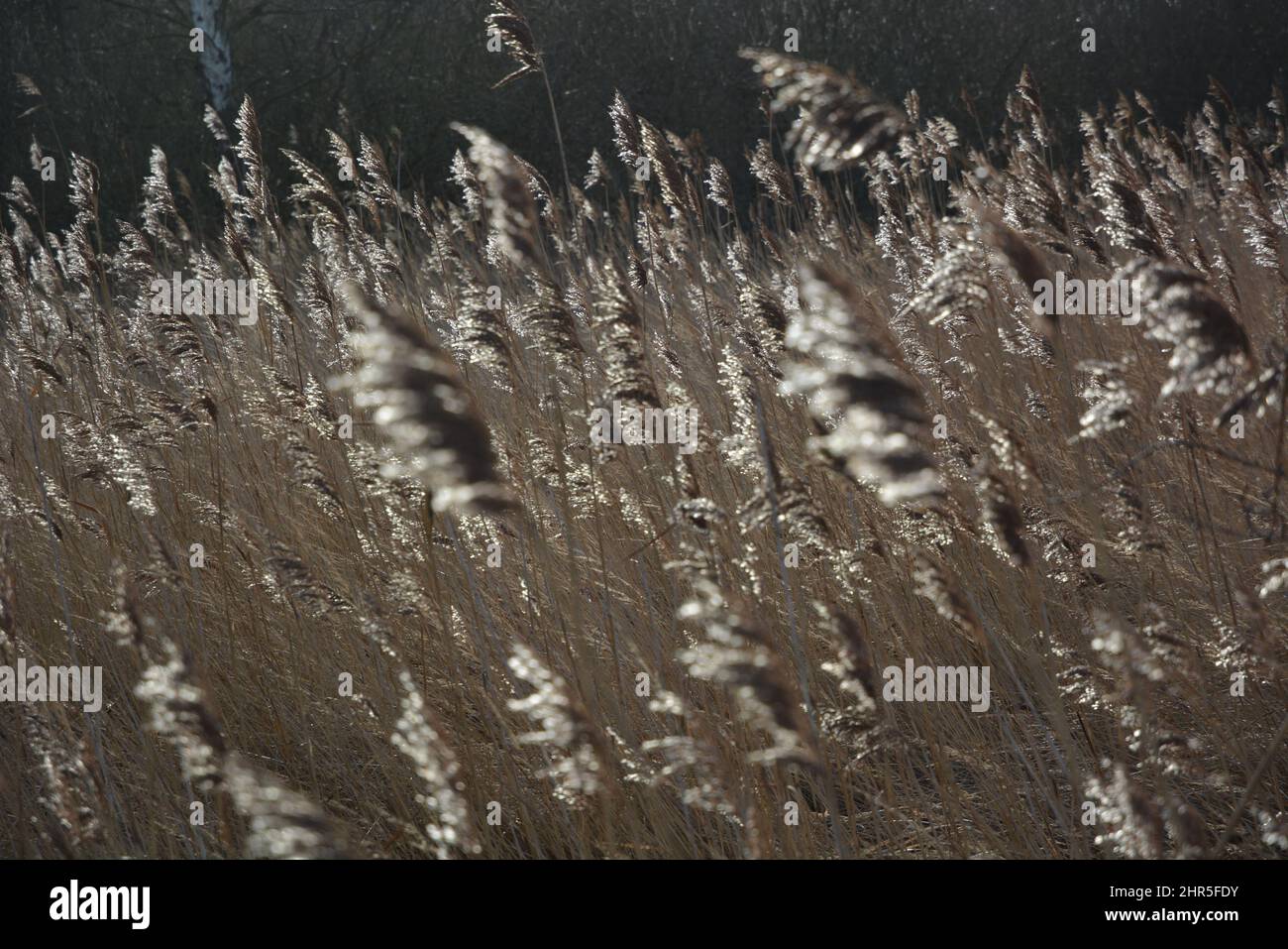 Schilfgras im Sumpf, das sich bei Sonnenlicht und Wind bewegt Stockfoto