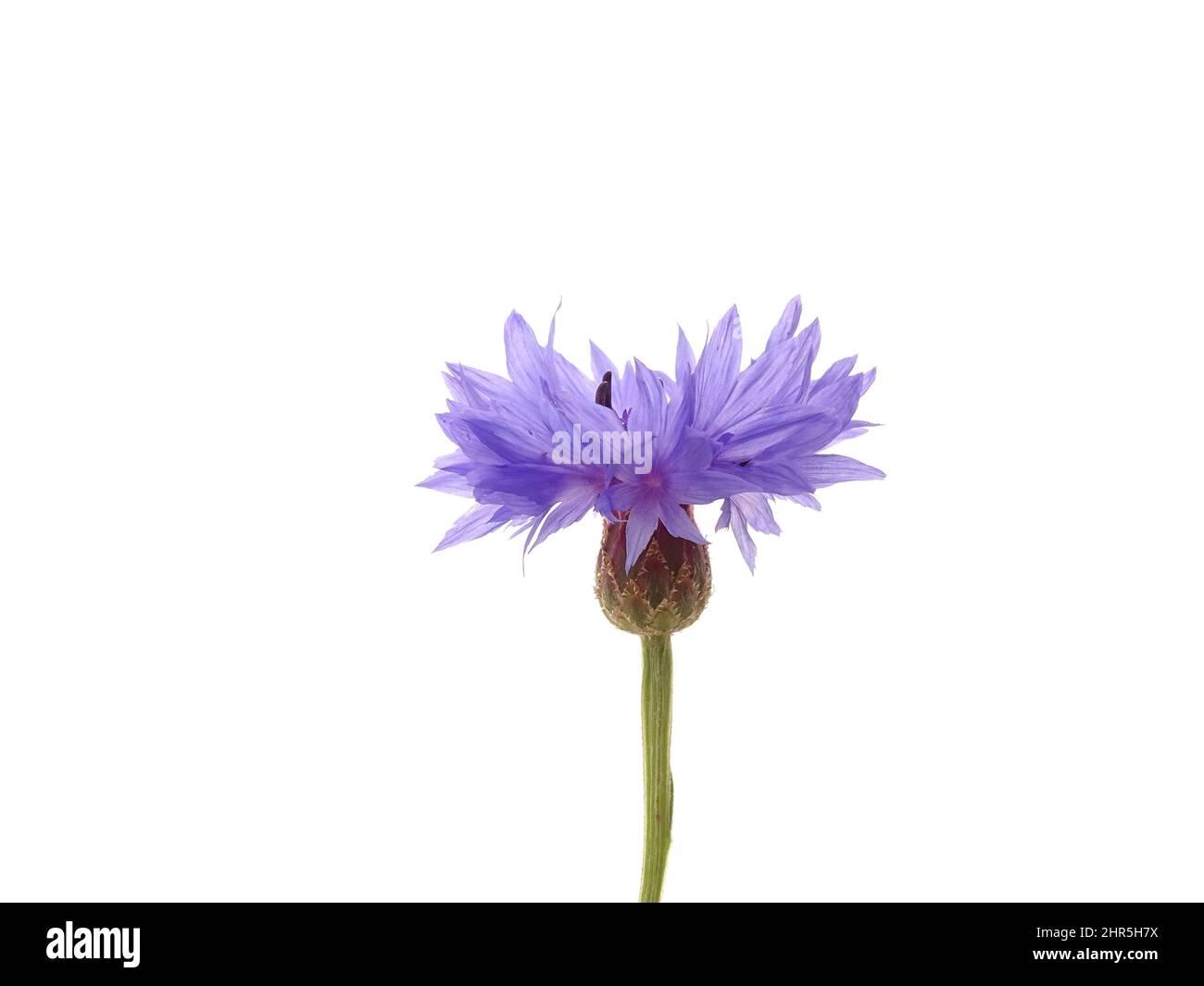 Blaue Kornblume (Centaurea cyanus) isoliert auf weißem Hintergrund, mit den Farben grün, blau, lila und weiß Stockfoto
