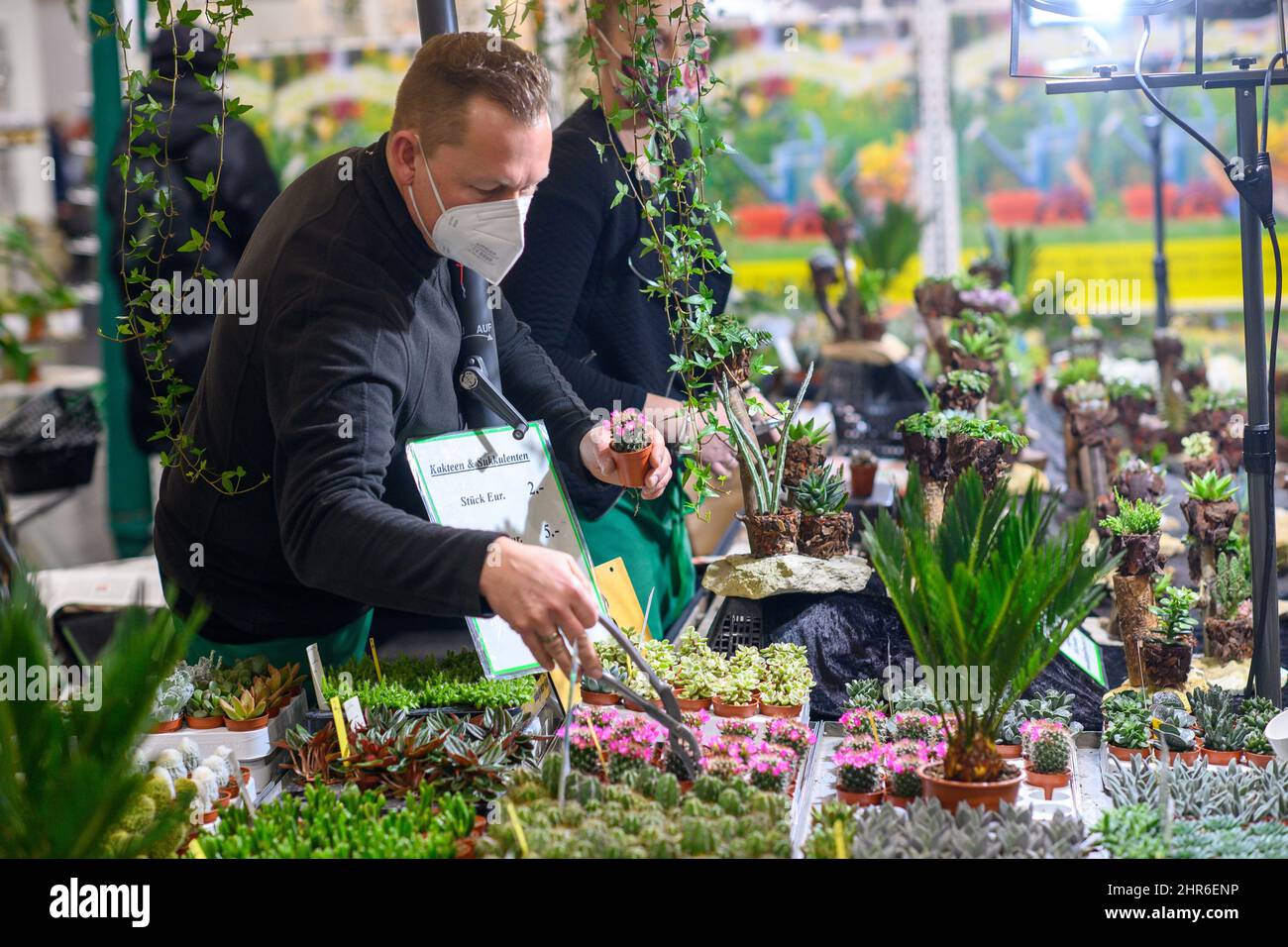 Magdeburg, Deutschland. 25.. Februar 2022. Marco Weihmann von der 'Cactus  Farm Exotica' whlt an seinem Stand auf der Messe 'Garden Dreams' einen  Kaktus aus. Die Messe fr Gartendekoration, Gartentrends und Gartentipps  startete