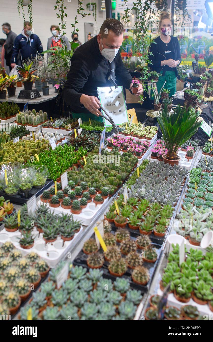 Magdeburg, Deutschland. 25.. Februar 2022. Marco Weihmann von der 'Cactus  Farm Exotica' whlt an seinem Stand auf der Messe 'Garden Dreams' einen  Kaktus aus. Die Messe fr Gartendekoration, Gartentrends und Gartentipps  startete