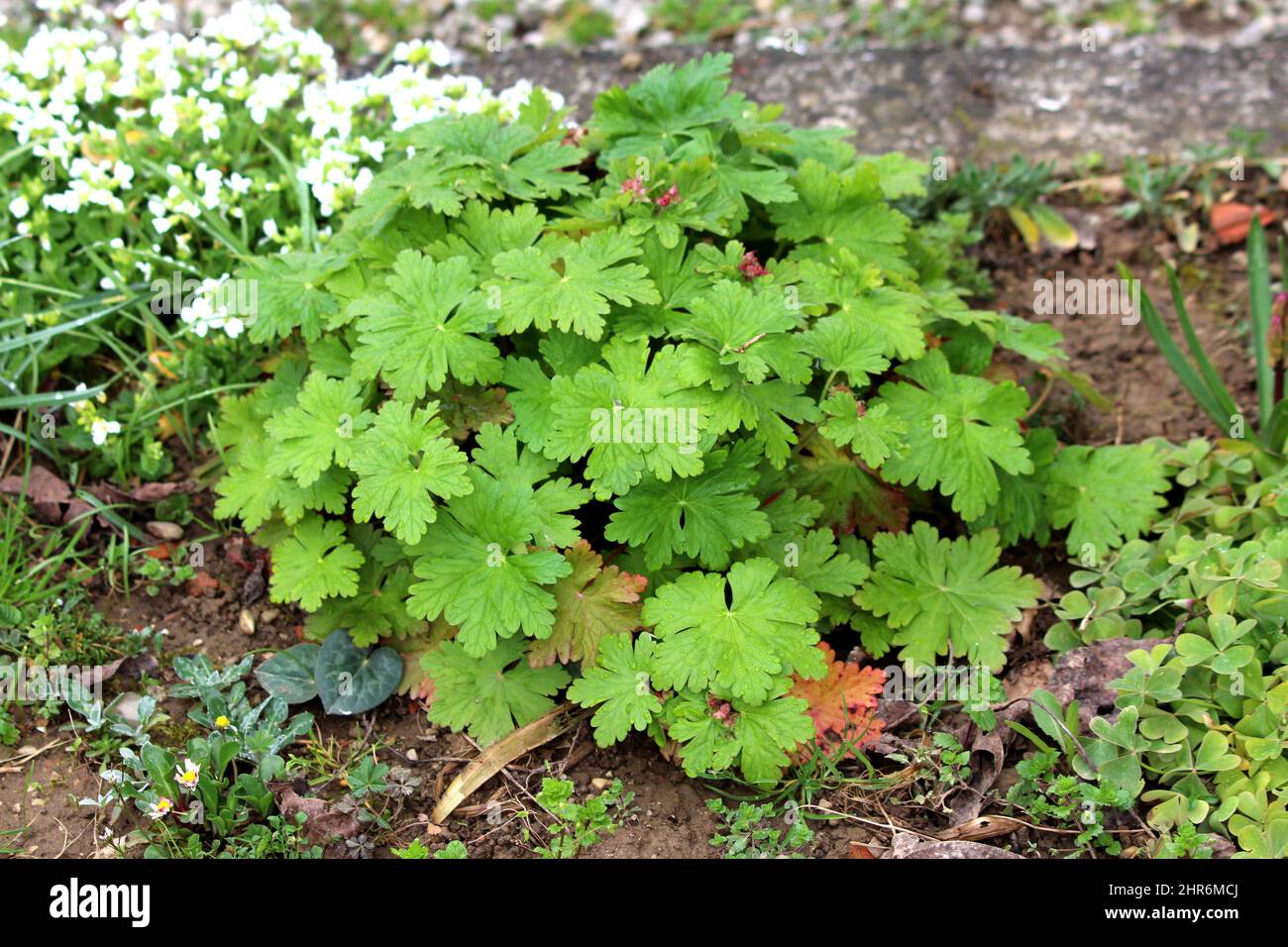 Bigroot Geranium oder Geranium Macrorrhizum oder bulgarische Geranie oder Felskrane-Schnabel ornamentale Blütenpflanze mit großen grünen gelappten Palmatenblättern Stockfoto