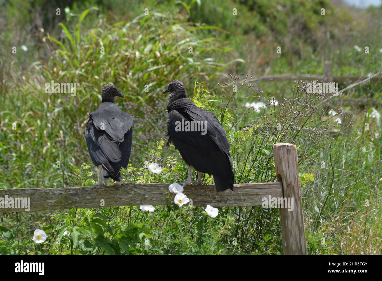 Ein paar Bussards. National Wildlife Refugee in Texas Stockfoto