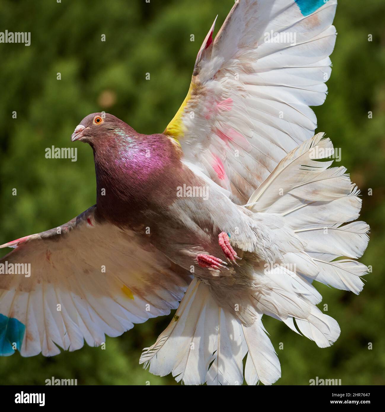 Bunte Vögel fliegen mit dem Wind Stockfoto