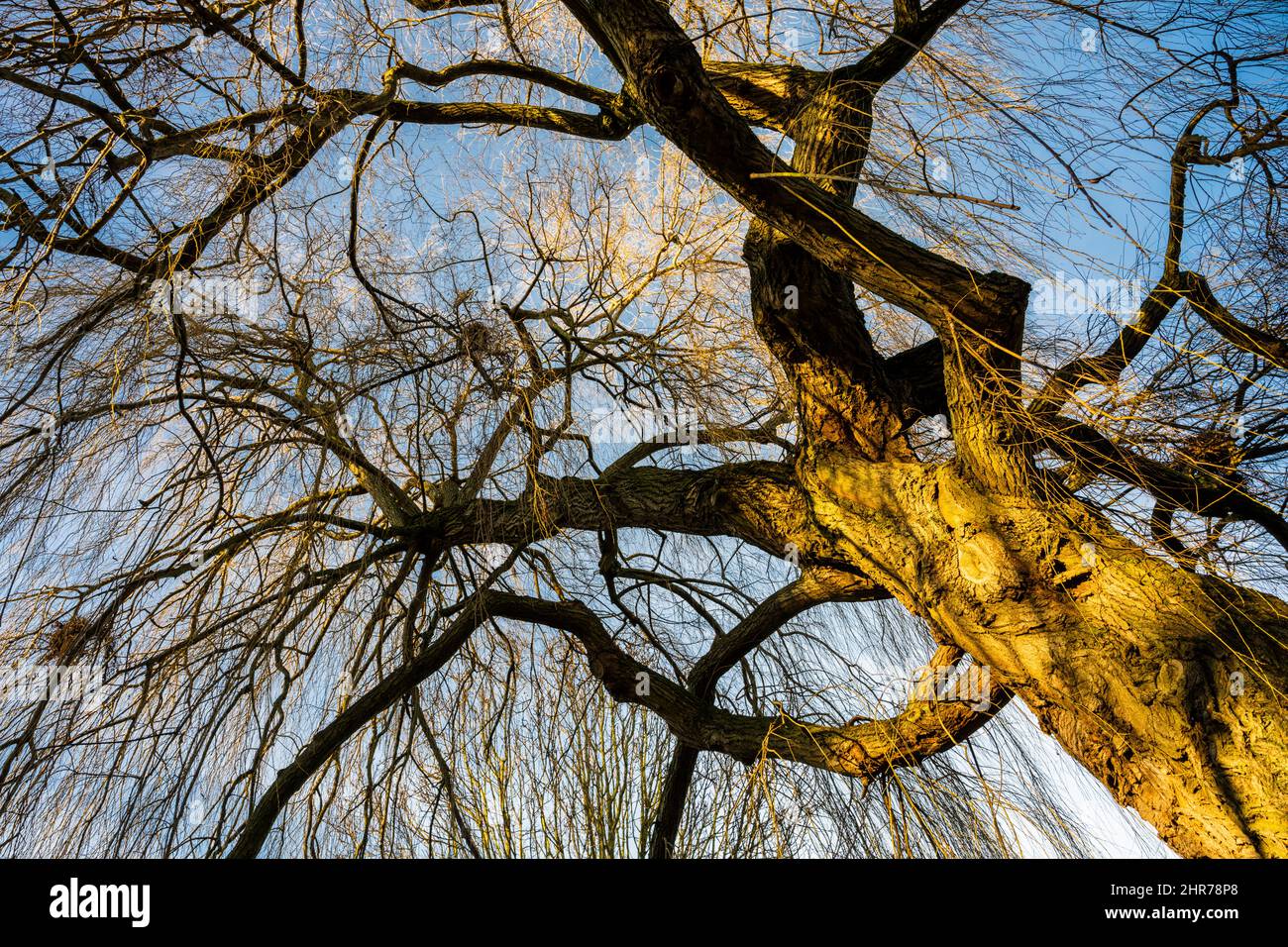 Im Winter in Peterborough, Cambridgeshire, England, nach oben durch einen blattlosen, weinenden Weidenbaum schauend Stockfoto