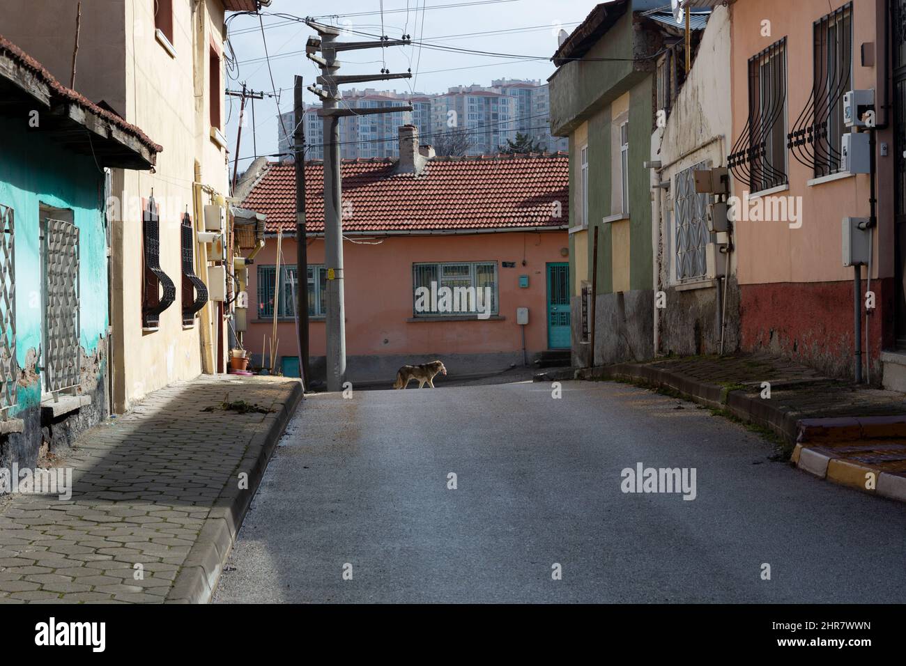 Ein Hund in der alten Straße und die moderne Stadt im Hintergrund Stockfoto