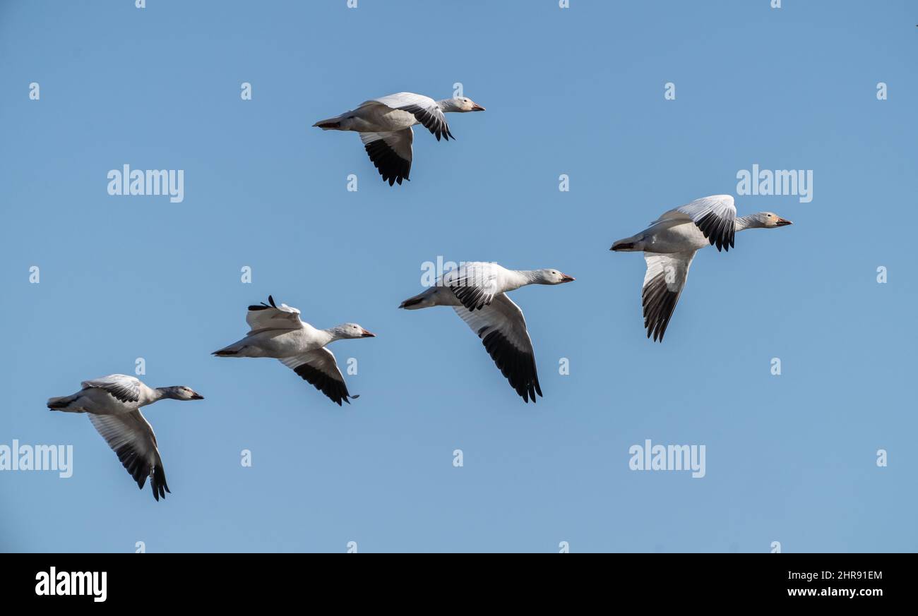 Schneegänse fliegen am kalten Wintermorgen auf dem Zug nach Norden vor einem blauen Himmel. Stockfoto