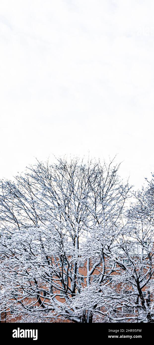 Schnee auf Bäumen im Katri Vala Park, Helsinki, Finnland. Ein mittelhohes Wohngebäude im Hintergrund. Platz für Text. Stockfoto