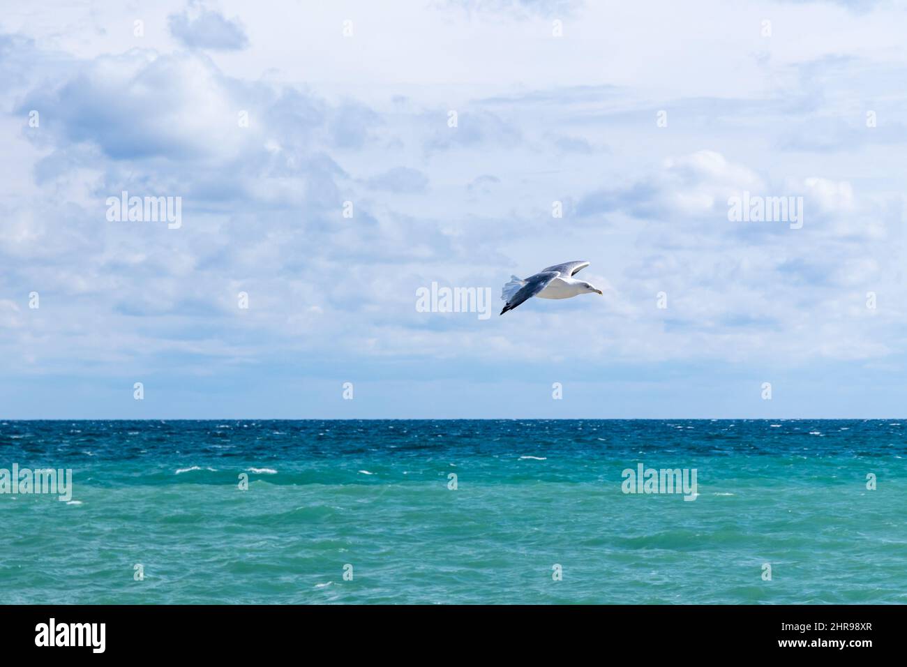 Große weiße Möwe, die tagsüber über das Meerwasser fliegt, Nahaufnahme der großen Schwarzrückenmöwe Stockfoto