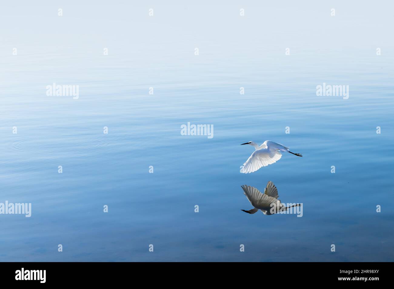 Weißer Vogel fliegt über die Meereswasseroberfläche, der Silberreiher, der auch als Reiher oder Silberreiher bekannt ist. Ardea alba Stockfoto