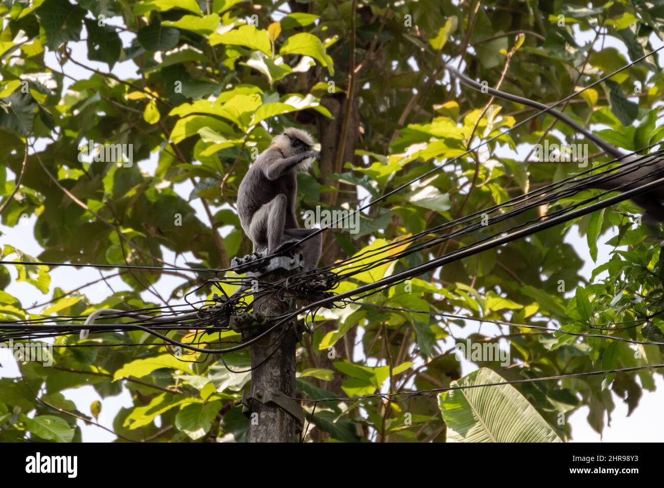Affe ist auf elektrischen Drähten, Außenfoto. Sri Lanka. Grauer Langur, auch Hanuman-Langur oder Hanuman-Affe genannt Stockfoto