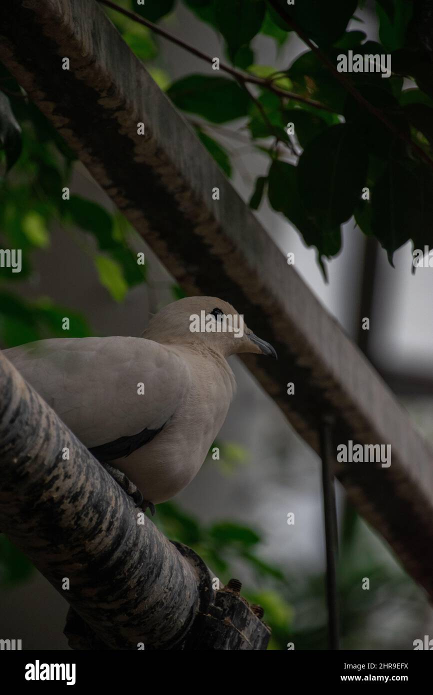 Pied Imperial Pigeon (Ducula bicolor), thront auf einem Ast. Sein relativ großer Körper und seine schwarzen Flügelspitzen machen ihn leicht zu erkennen. Stockfoto