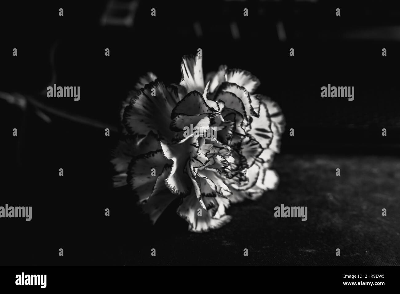 Schwarz-weißes Bild eine Nelke mit vielen Blütenblättern auf dem Tisch isoliert auf dem schwarzen Hintergrund Stockfoto