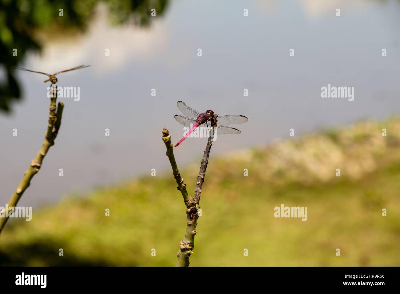 Goiânia, Goias, Brasilien – 24. Februar 2022: Zwei Libellen auf einem Barsch mit verschwommenem See im Hintergrund. Stockfoto