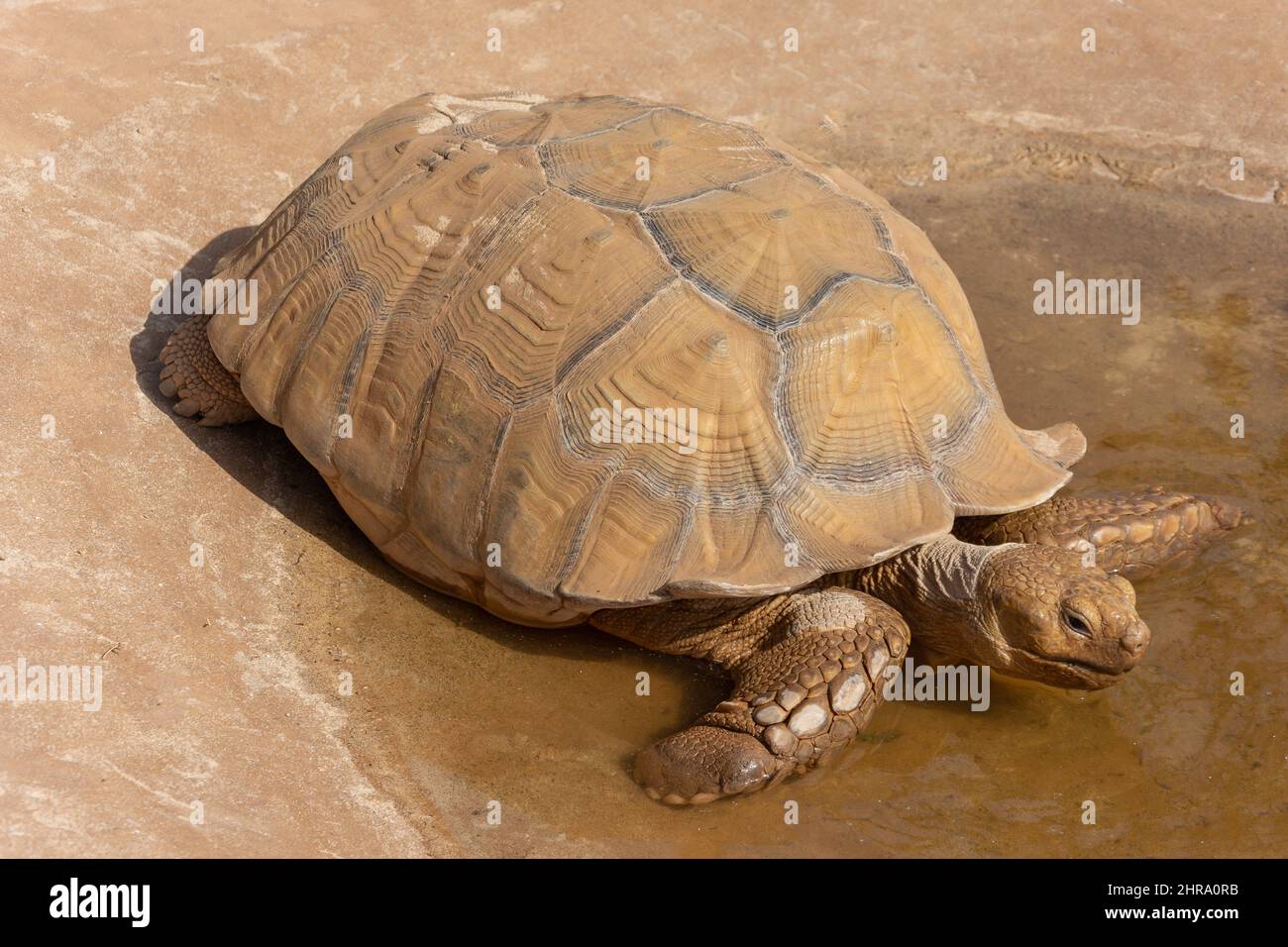 Riesige Aldabra-Schildkröte auf Viveiro Garden & Farm, Santa Maria, Sal (IIha do Sal), República de Cabo (Kap Verde) Stockfoto