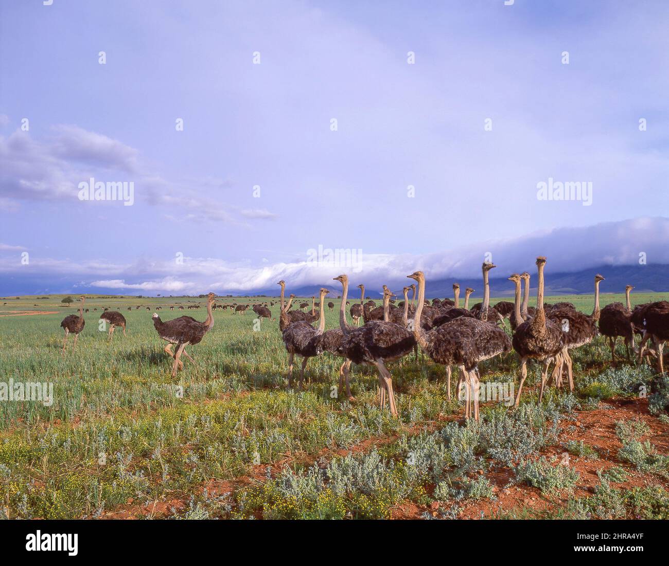 Strauß-Herde, Oudtshoorn Straußenfarm, Oudtshoorn, Provinz Westkap, Südafrika Stockfoto