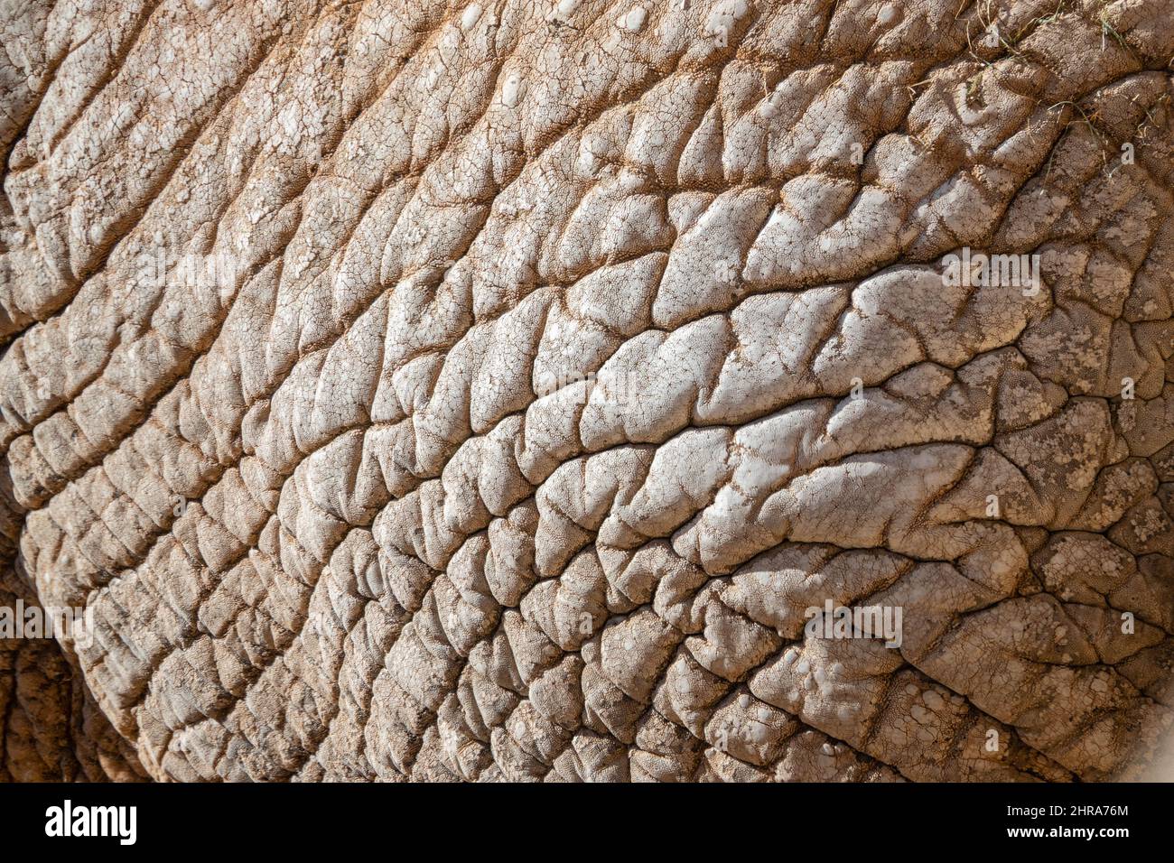 Afrikanischer Elefant Haut Textur abstrakte organische Formen Muster Stockfoto