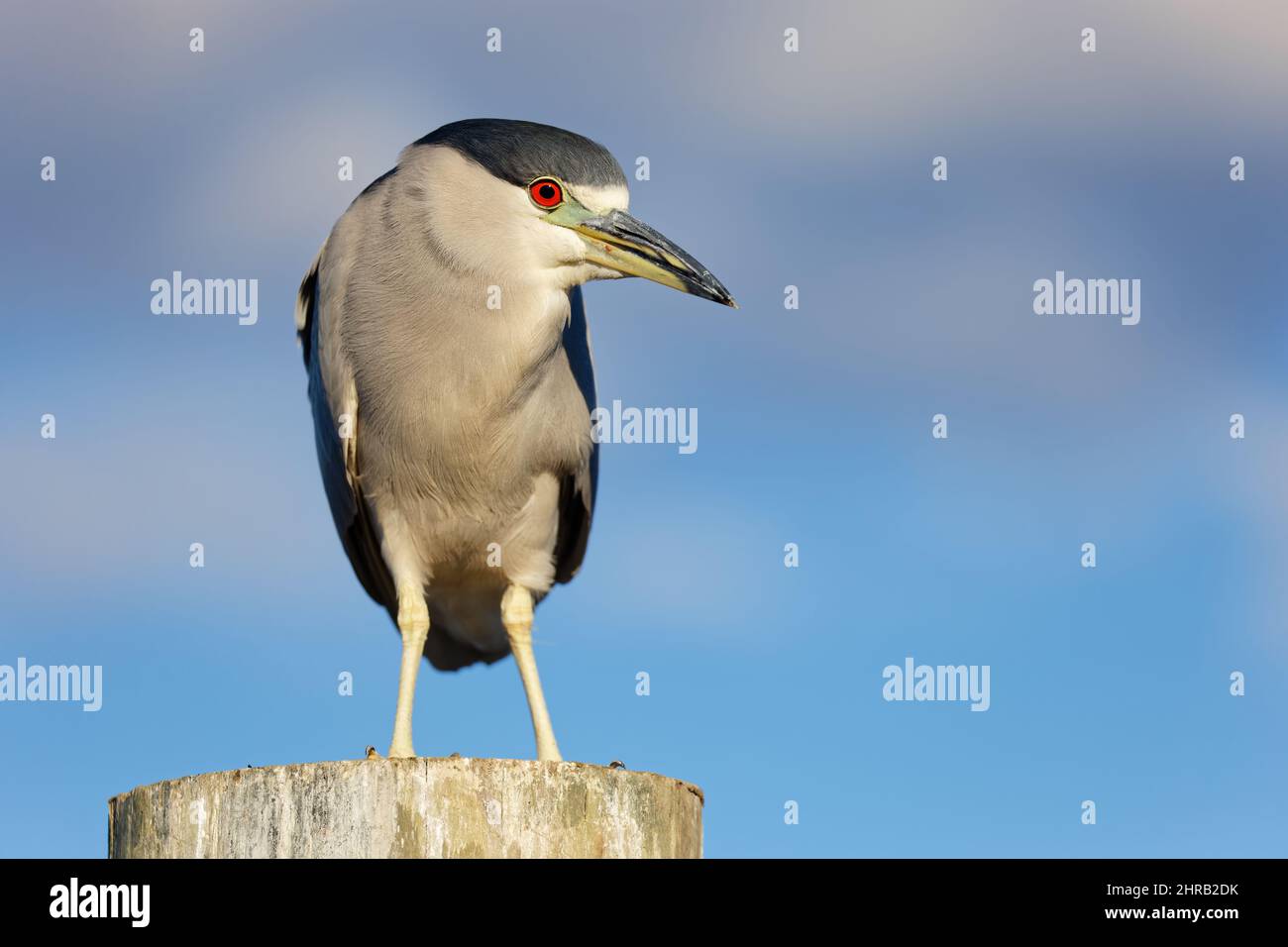 Schwarzkrönender Nachtreiher (Nycticorax nycticorax), der auf einem Dock vor einem blauen Himmel thront. Stockfoto