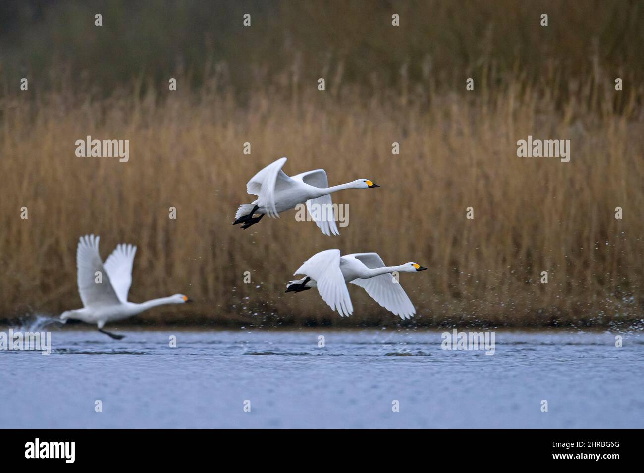 Drei Tundra-Schwäne / Bewicks-Schwäne (Cygnus columbianus bewickii) starten im Frühjahr aus dem Wasser des Sees Stockfoto