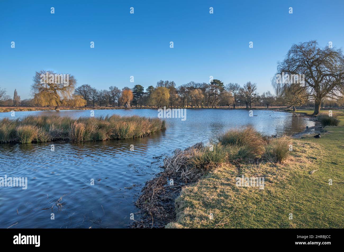 Im Februar wird im Bushy Park in der Nähe von London, Großbritannien, ein klarer blauer Himmel über dem Heron-Teich angezeigt Stockfoto