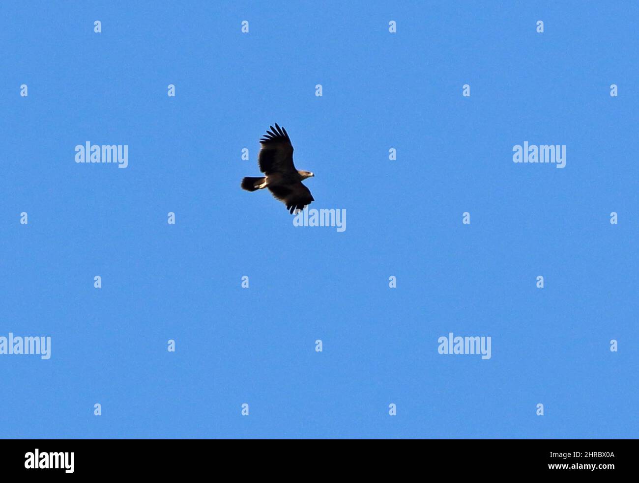 Östlicher Kaiseradler (Aquila heliaca) unreif im Flug Oman Dezember Stockfoto