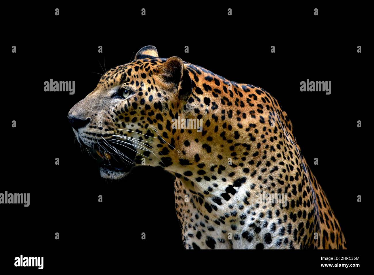Porträt eines javanischen Leoparden bei Nacht, Indonesien Stockfoto