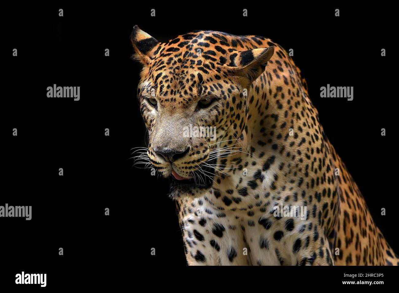Porträt eines javanischen Leoparden bei Nacht, Indonesien Stockfoto