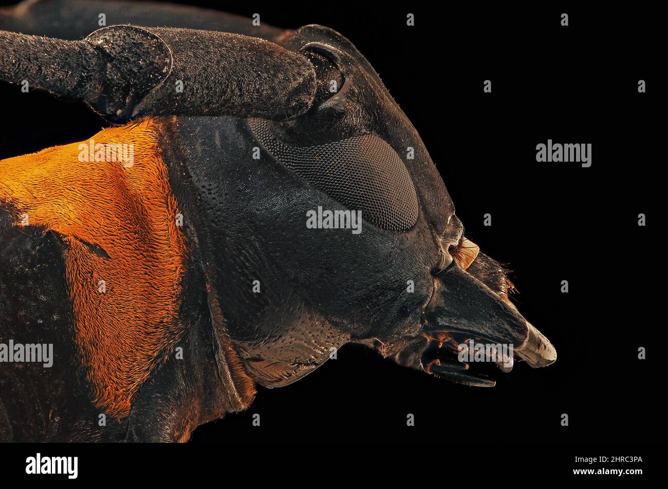 Extreme Nahaufnahme des Kopfes eines langhornigen Käfers, Indonesien Stockfoto