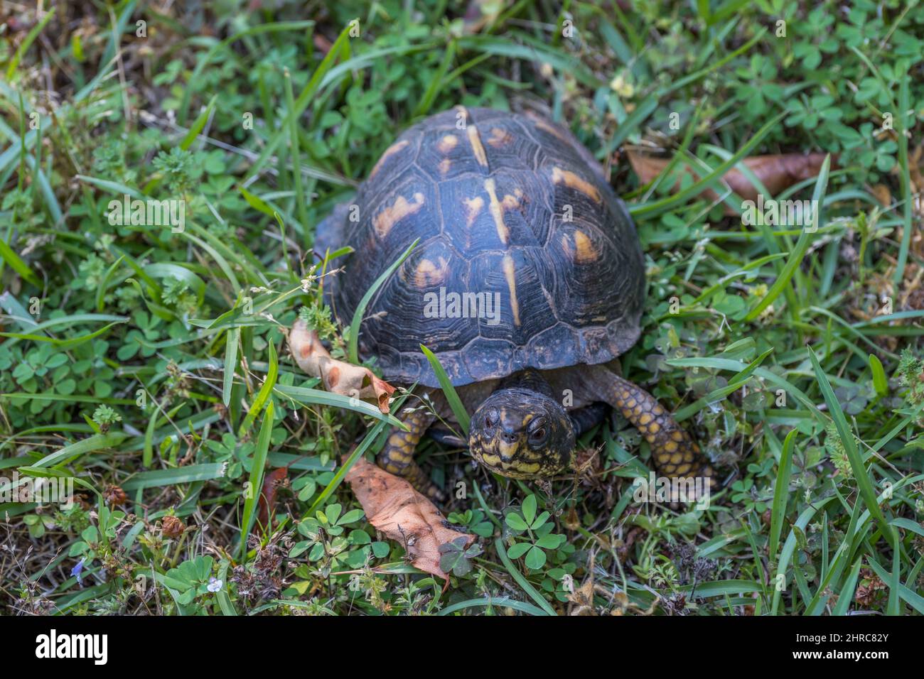 Blick in die Nahaufnahme einer erwachsenen weiblichen Ostkastenschildkröte, die im späten Frühjahr durch das Gras kriecht Stockfoto