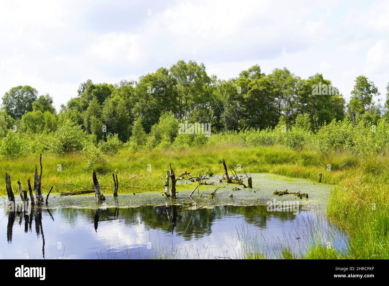 Schöne Aufnahme eines Moors im Naturschutzgebiet Diepholzer Moor bei Diepholz Stockfoto