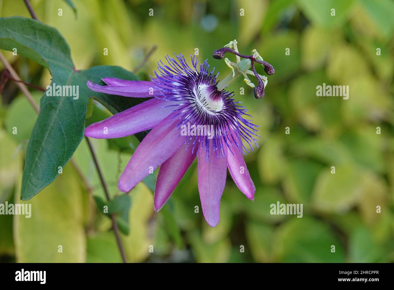 Die violette Passionsblume einer Aphrodite wird in einer Nahaufnahme gezeigt. Stockfoto