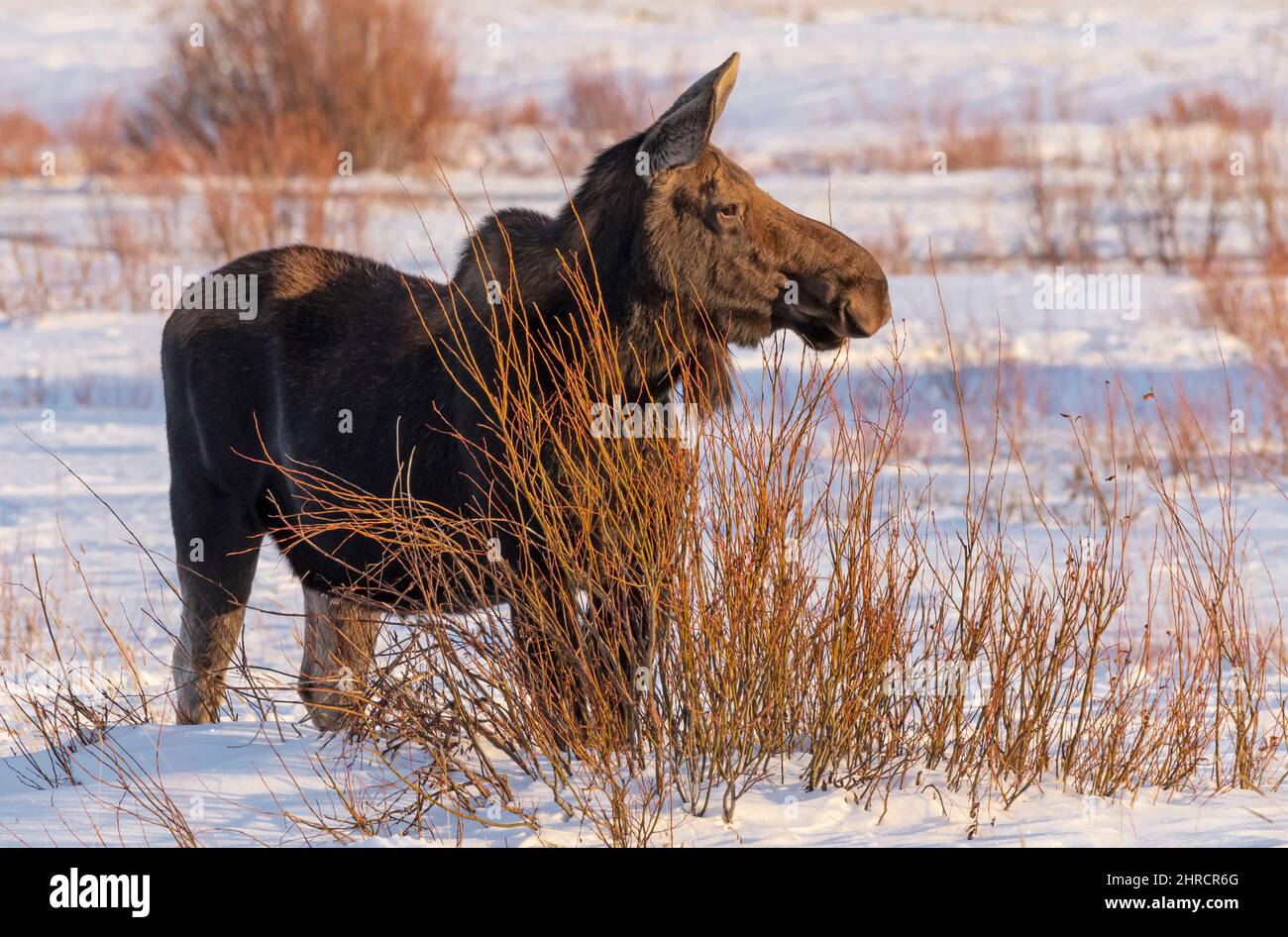 Elche, Winter, Yellowstone Park, Storm, Wyoming Stockfoto
