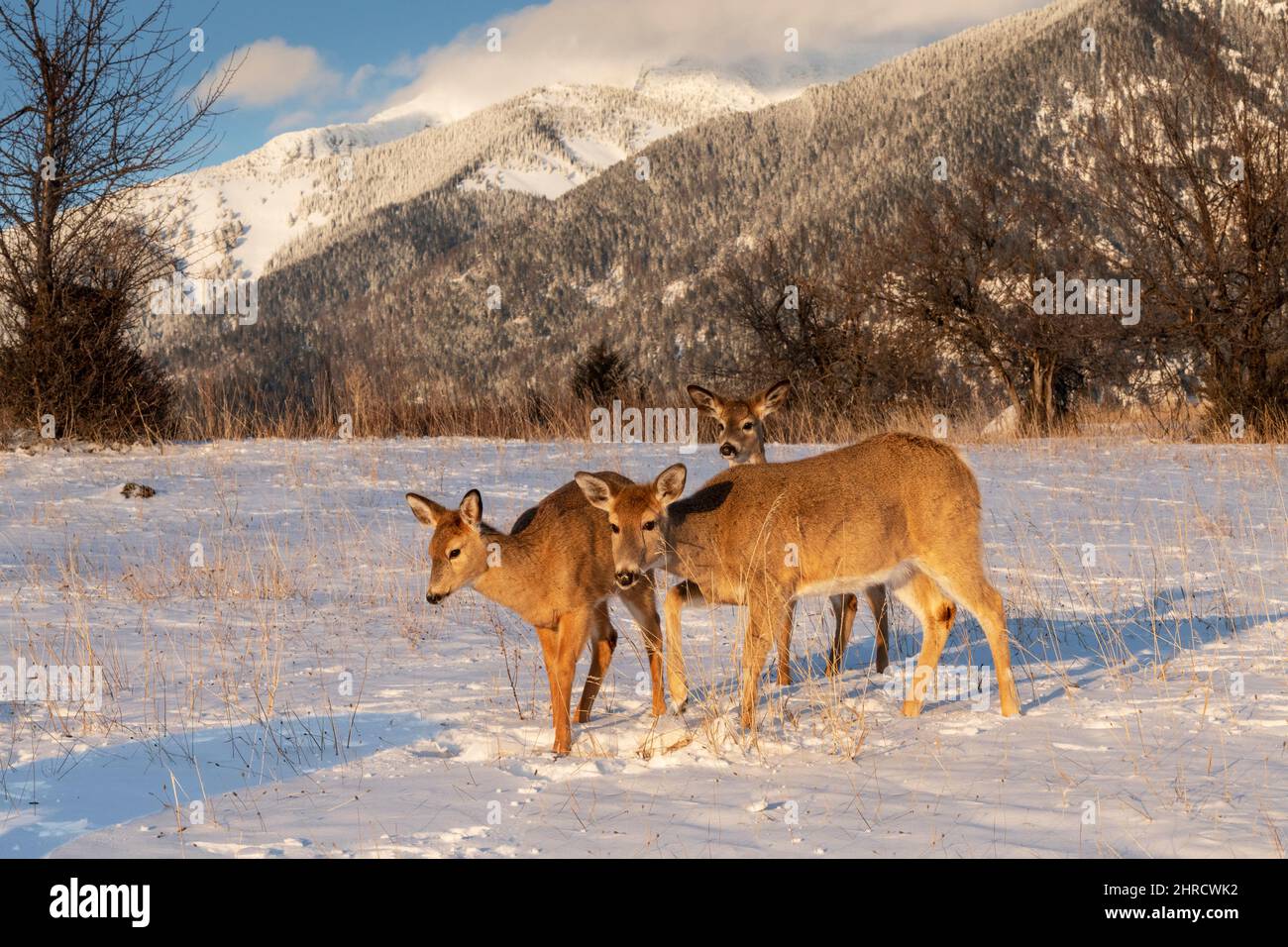 Whitetail Deer, Montana Stockfoto