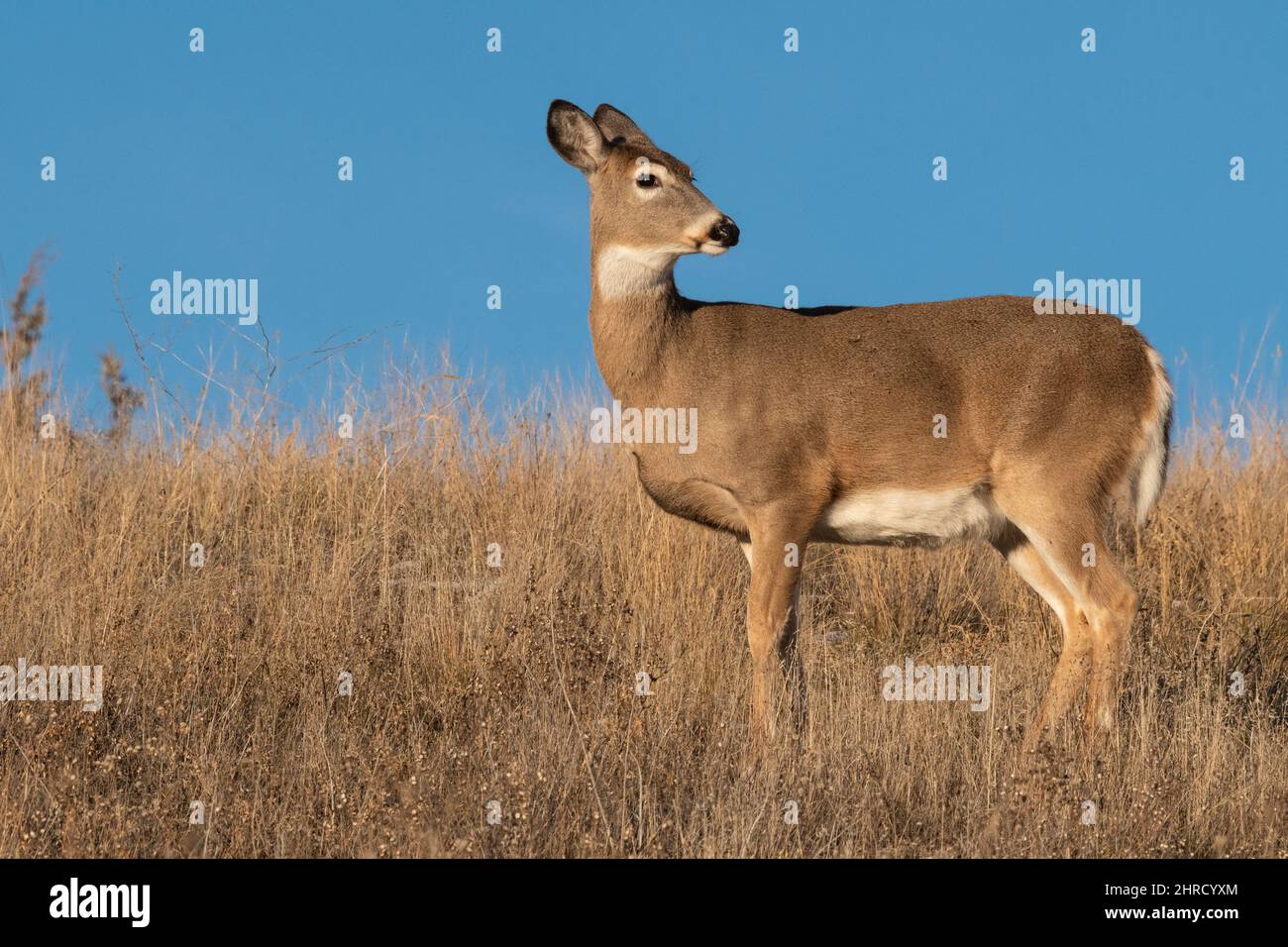 Whitetail Deer, Montana Stockfoto