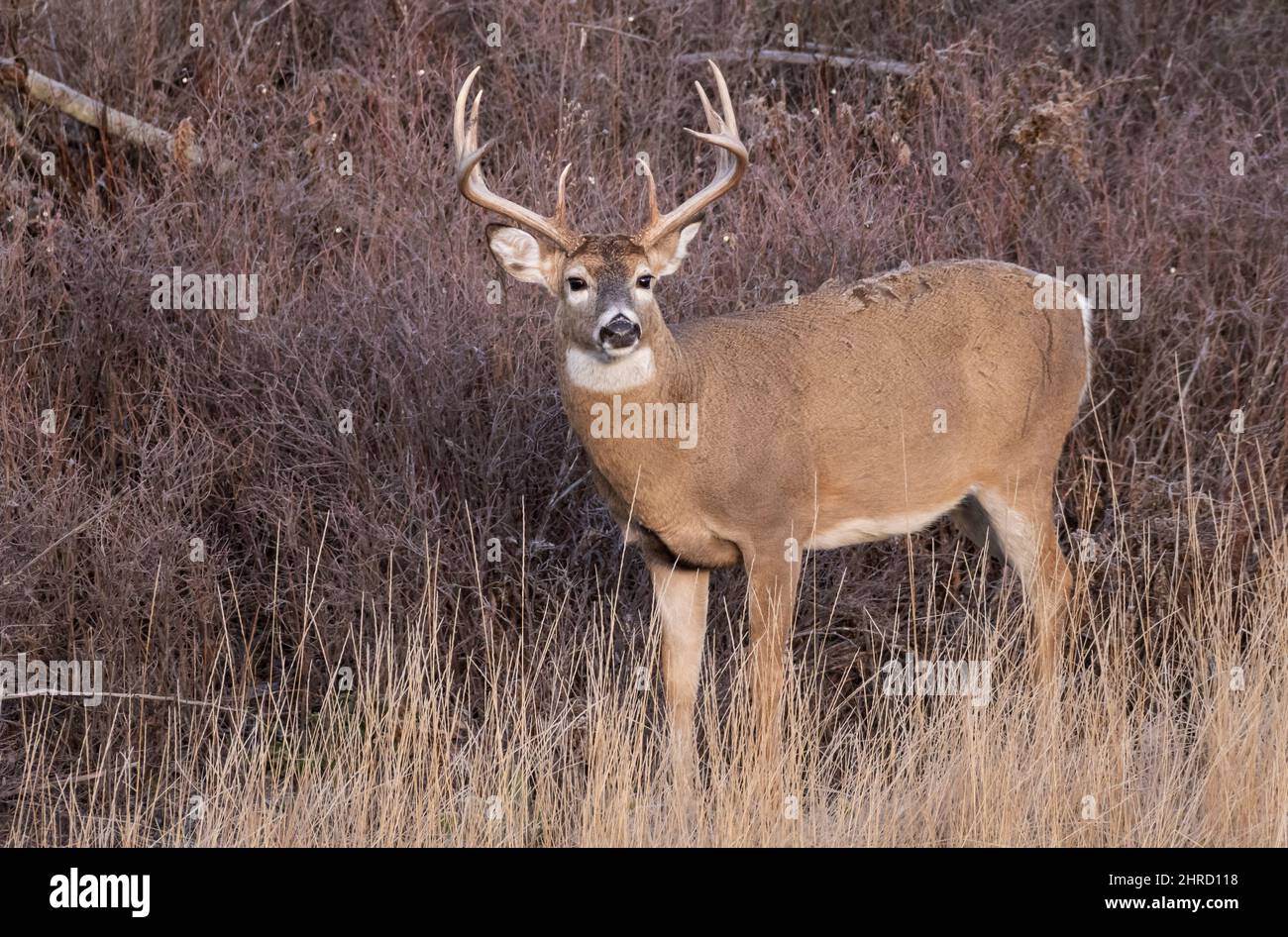 Whitetail Deer, Montana Stockfoto