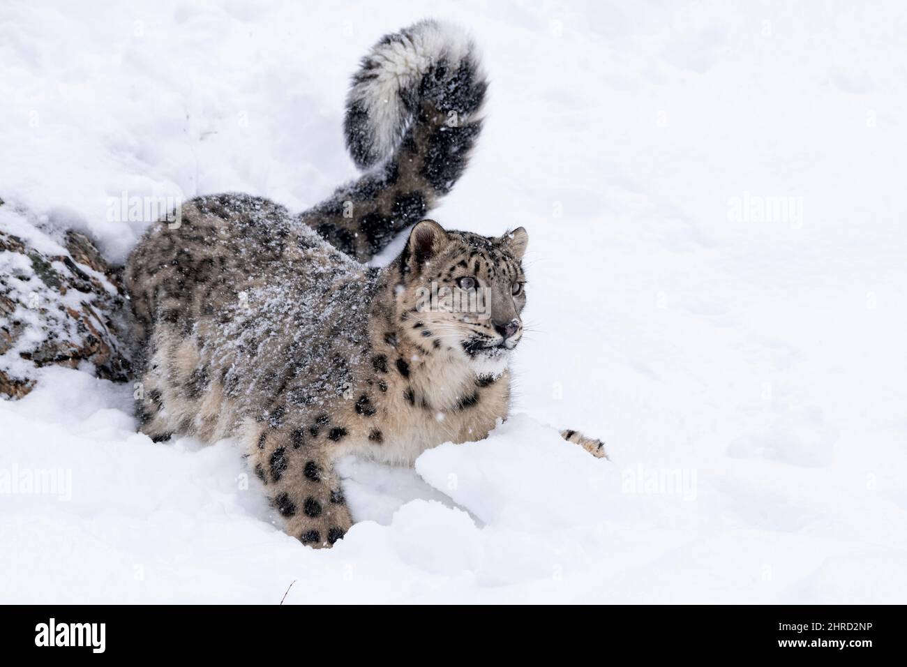 Schneeleopard; Panthera uncia; Winter; große Katze Stockfoto