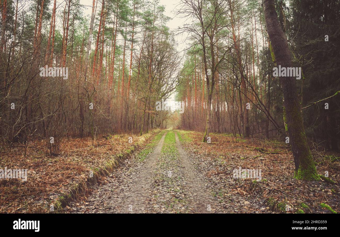 Bild einer Straße im Wald im Winter, Farbtonierung angewendet. Stockfoto