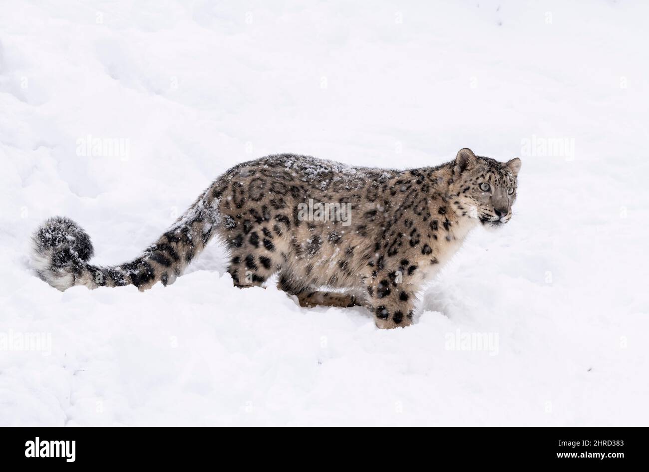 Schneeleopard; Panthera uncia; Winter; große Katze Stockfoto