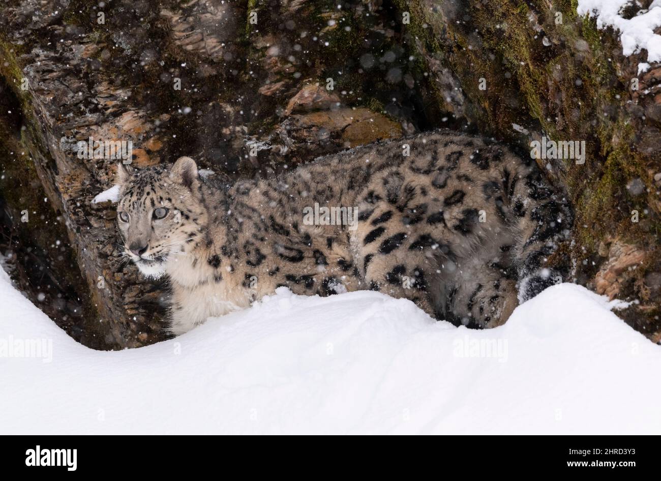 Schneeleopard; Panthera uncia; Winter; große Katze Stockfoto