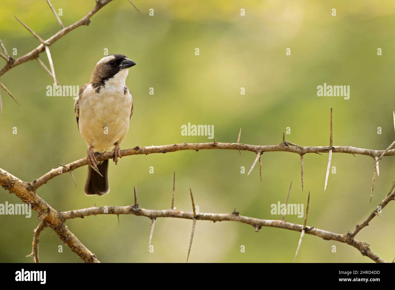 Ein Weißbrauen-Sperling-Weber (Ploepasser mahali), der auf einem Ast eines Baumes thront. Stockfoto